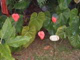 flores 16.jpg
